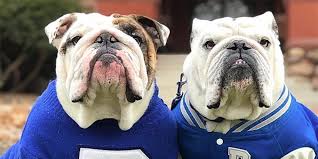 Finding the perfect puppy for sale starts with uptown puppies! March Madness Live Dog Mascots Represent Drake Georgetown Tennessee And Uconn Daily Paws