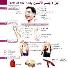 اجزاء جسم الانسان Learning Arabic Teach Arabic Learn English