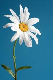 the simplicity of nature is perfect design wonderful flowers happy flowers daisy flower
