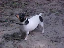 Rat Terrier Sizes Types