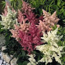 Astilbe Seeds 5 Varieties Perennial Flower Seeds Flowers Perennials Perennial Plants White Perennial Flowers