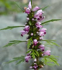 Image result for Leonurus japonicus