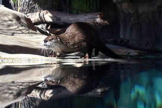 Welcome back to another Sunday Spotlight! For September, we'll be taking a  look at one of the river otters, Aspen. Aspen and her sister Willow arrived  at the Grizzly and Wolf Discovery