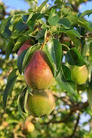 We did not find results for: How To Grow Fruiting Pear Trees Gardener S Path