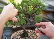 Ashton Ferns Bonsai Forest Class at Davenport...