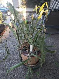 Christmas cactus care guide will give you a complete insight into watering, adequate soil putting sand or orchid bark is important for drainage. I Found This Neglected Orchid Cactus On The Side Of The Road With A Free Sign Is Care For This Guy Similar To A Christmas Cactus Any Other Tips For Perking Him