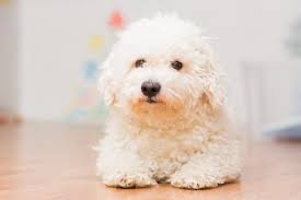 The short, smooth coat is always white, though a single dark patch over an eye or ear is acceptable. Small White Dog Breeds Top 10 With Pictures
