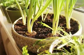 We did not find results for: 11 Common Plants For Small Container Gardens Ohmyapartment Apartmentratings