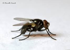 Image result for Heteranthoecia