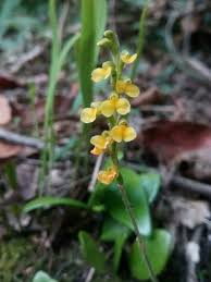 Image result for Zeuxine africana