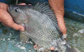7 Tips Budidaya Ikan Nila Dari Pilih Kolam Bibit Perawatan