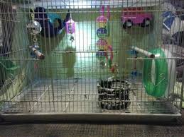 Cage Setup Idea Sugar Glider Gliders Animals