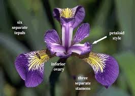 Image result for Iridaceae