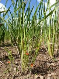 Image result for Striga asiatica