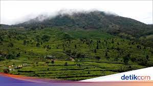 Kebun teh wonosari malang merupakan perkebunan yang sekaligus dijadikan sebagai objek wisata edukasi memetik dan mengolah teh. Yang Sejuk Di Kendal Kebun Teh Promasan Medini