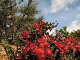 There is a host of wonderful low growing natives that can add a splash of colour to even the smallest garden. Angus Stewart S Favourite Autumn To Winter Flowering Australian Natives Gardening With Angus
