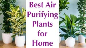 While air purifiers are good options in this regard, the prices of the most effective air purifiers make them quite unaffordable for many. 10 Best Air Purifying Indoor Plants Nasa Certified 2018 Youtube