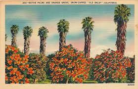 A Brief History Of Palm Trees In Southern California California Palm Trees California Postcard Palm Trees