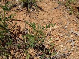 Image result for Indigofera colutea