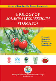 Maybe you would like to learn more about one of these? Pdf Biology Of Solanum Lycopersicum Tomato