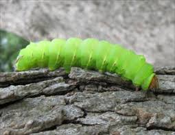 common caterpillars texas insect identification tools