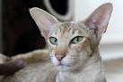 Oriental Cat Breed Information, Pictures, Characteristics ...