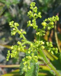 Image result for Cyphostemma paucidentatum