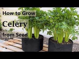 How To Grow Celery From Seed In Containers And Raised Beds From Seed To Harvest Youtube In 2021 Growing Celery Celery Seeds
