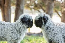 Can T Get Over How Cute These Parkdale Valais Blacknose Sheep Are Nzfarming Sheepofinstagram Sheep Valaisblack Valais Blacknose Sheep Valais Sheep