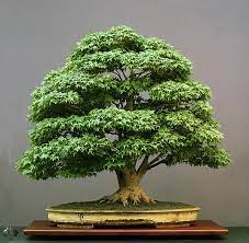 Almost any tree or shrub can be turned into a bonsai. How To Grow A Bonsai Tree For Beginners Bonsai Empire