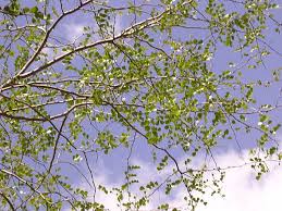 Image result for Acacia haematoxylon