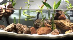 Aquascape Setup Series Aqua Terrarium Bamboo Style Animalia Kingdom Show Aquascape Aquarium Tree Frog Terrarium Aquascape