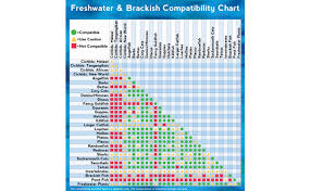 freshwater fish compatibility the aquarium setup