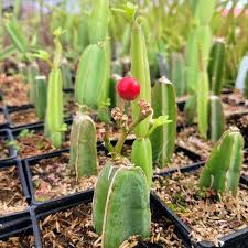 Image result for Cissus glaucophylla