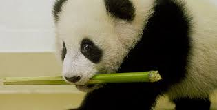 However, the foldable mirror and other toys attached to it are amazing. The Panda Baby Bamboo Bears Nature Pbs