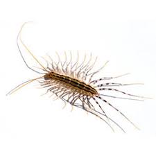 Another carnivorous pest, house centipedes prey on bugs such as flies. Centipedes Facts Identification Control Prevention
