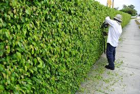 Located across from the jupiter inlet, our studio designs projects throughout south florida. Landscape Maintenance Jupiter