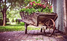Hd to 4k quality, all ready for download! Hd Wallpaper Vintage Flower Screensaver Plant Growth Nature Day No People Wallpaper Flare