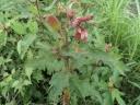 Image result for Clappertonia polyandra