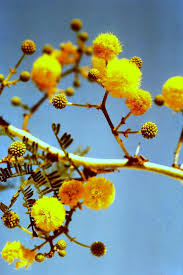 Image result for Acacia seyal