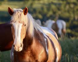 Most beautiful horses all the pretty horses animals beautiful cute horses horse love dun horse buckskin horses hunter horse american quarter horse. 5 Beautiful Coat Colors In Horses Your Horse Farm