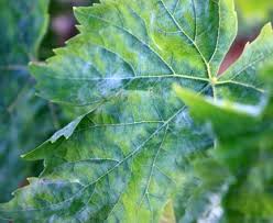 Powdery mildew is easy to recognize. Grape Powdery Mildew Diagnosis Treatment Tastylandscapetastylandscape