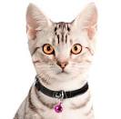 Burmese Breeders - Burmese Kittens for Sale