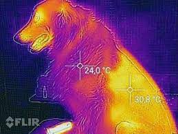 Pin On S O S Animais Abandonados Canoas Rs