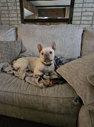 Anyone know whose dog this is? Found her