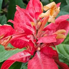 Image result for Pachystachys