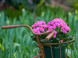 We did not find results for: Kalanchoe Flowers Bike Basket Wallpaper Flowers Wallpaper Better