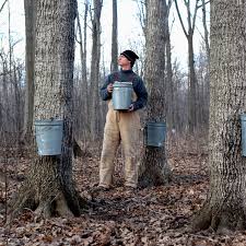 Maple Sap Collection And Syrup Production
