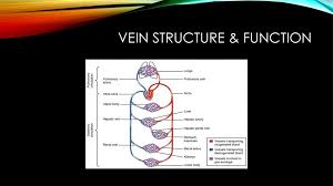 This diagrams shows the major arteries in the human body. Systemic Vein Anatomy Physiology Ppt Download