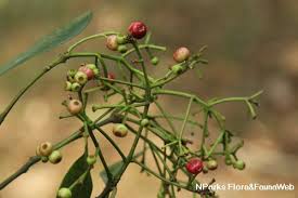Image result for Syzygium niassense